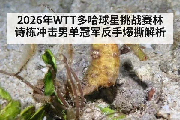 2026年WTT多哈球星挑战赛林诗栋冲击男单冠军反手爆撕解析